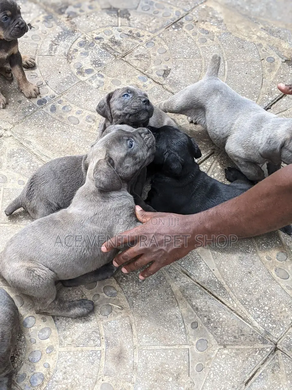 1-3 months Male Purebred American Pit Bull Terrier