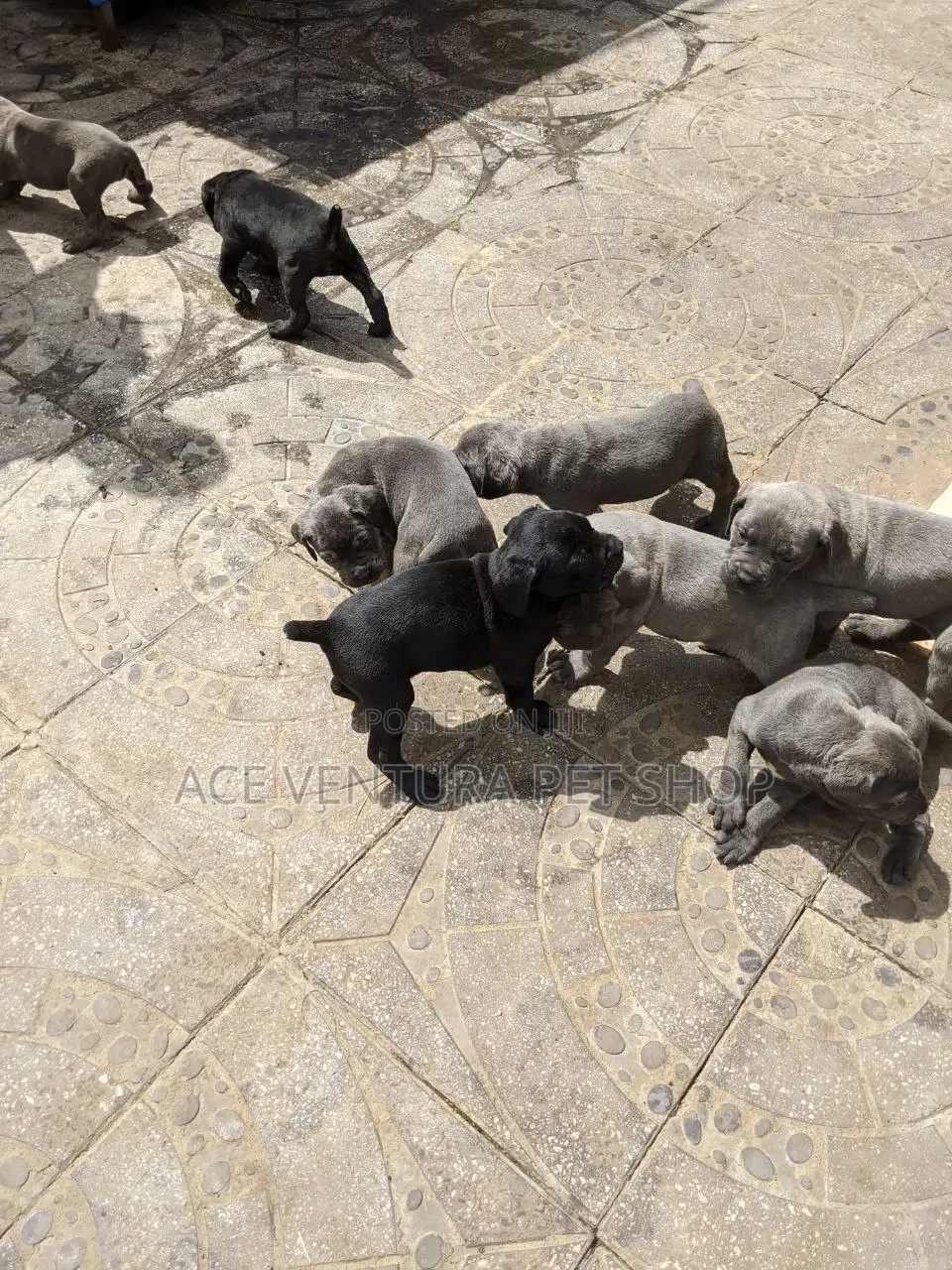 1-3 months Male Purebred American Pit Bull Terrier