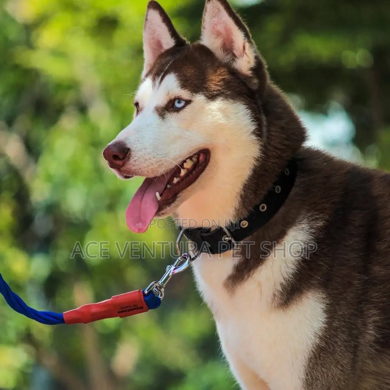 1-3 months Male Purebred Siberian Husky