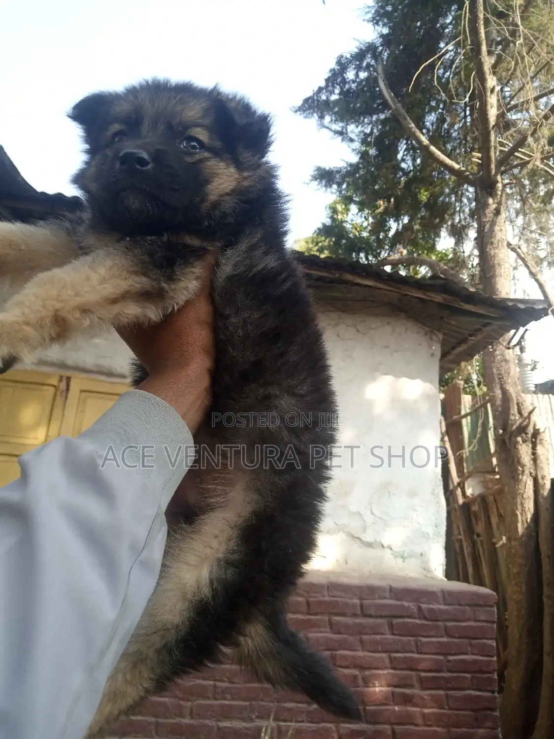 1-3 months Male Purebred German Shepherd