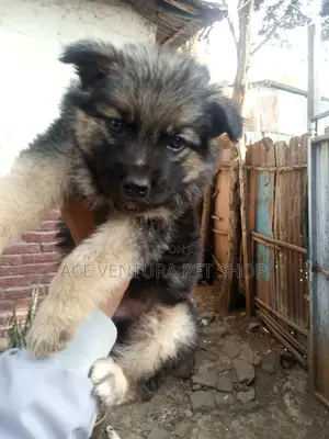 1-3 months Male Purebred German Shepherd