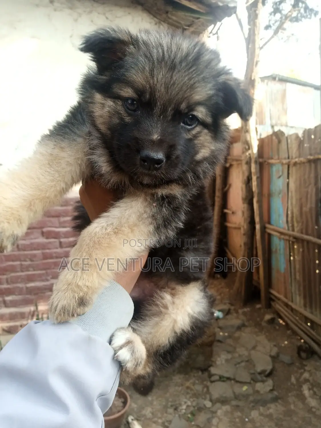 1-3 months Male Purebred German Shepherd