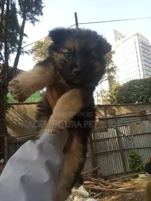 1-3 months Male Purebred German Shepherd