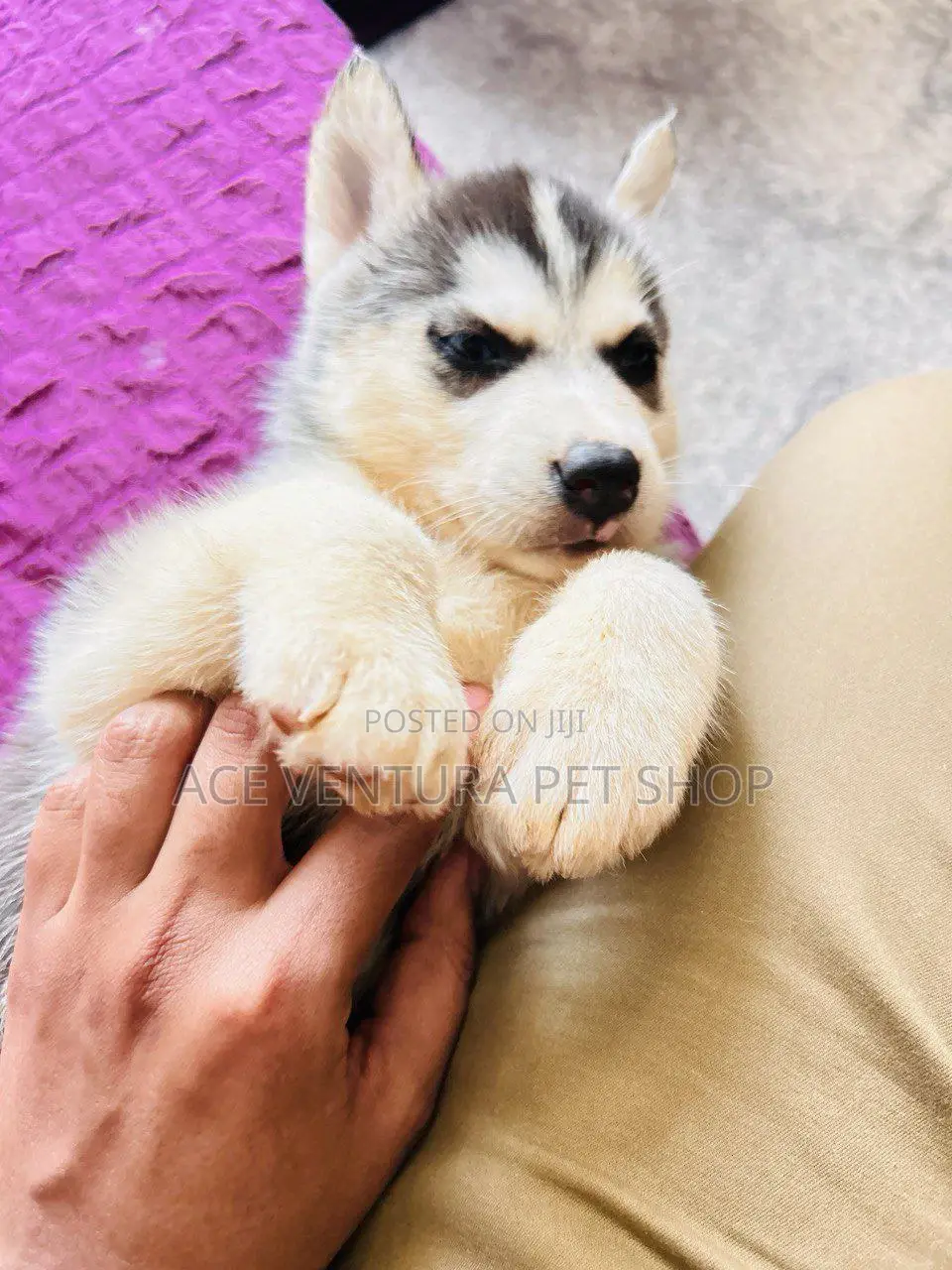 1-3 months Male Purebred German Shepherd