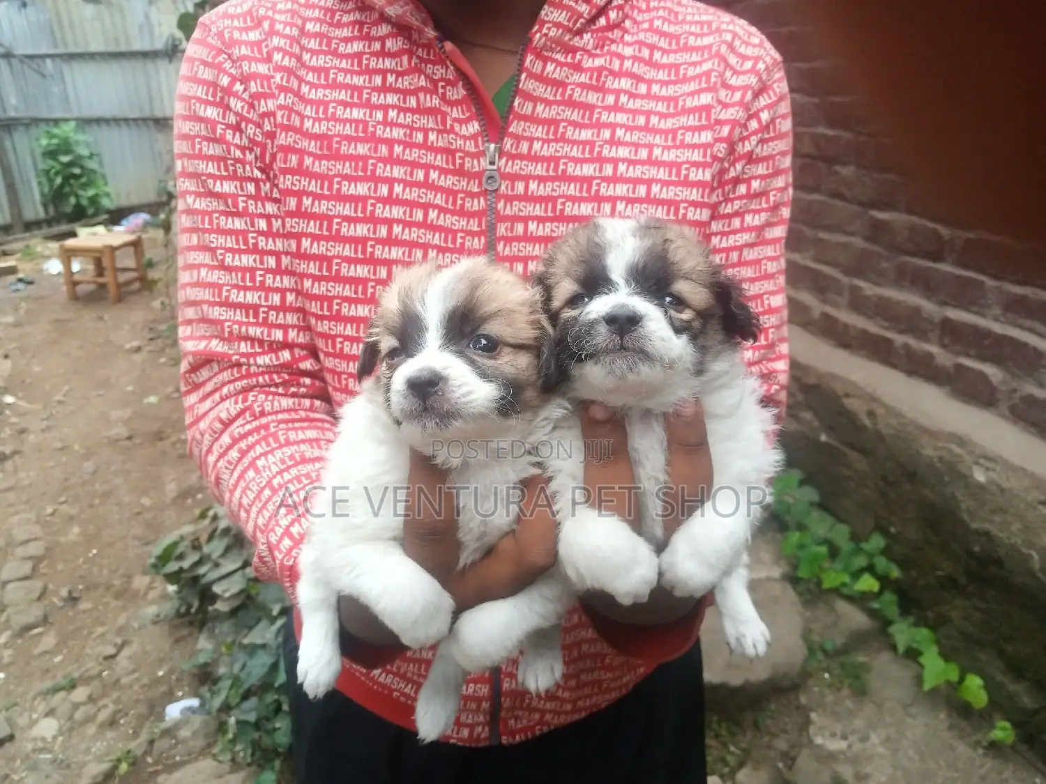 1-3 months Male Purebred Maltese