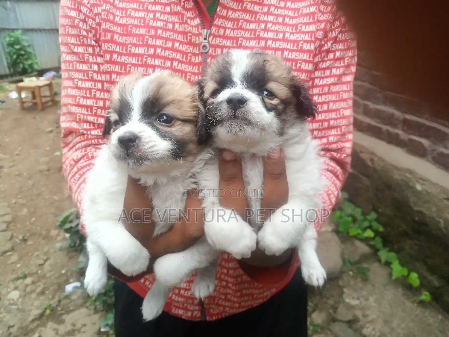 1-3 months Male Purebred Maltese