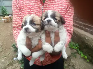 1-3 months Male Purebred Maltese
