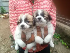 1-3 months Male Purebred Maltese