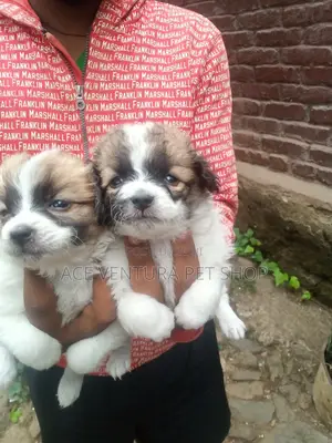 1-3 months Male Purebred Maltese