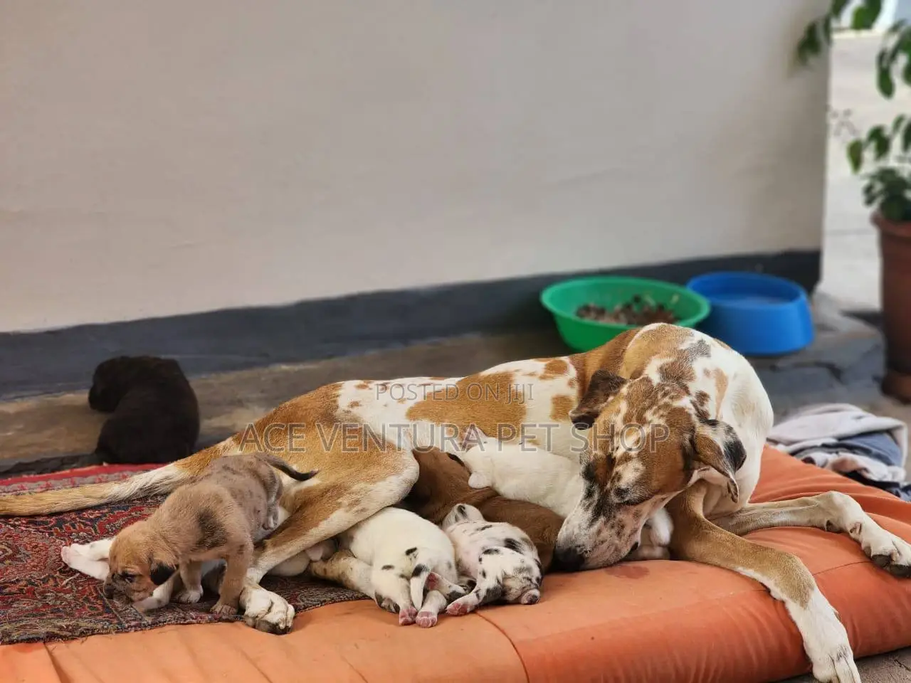 1-3 months Male Purebred Great Dane