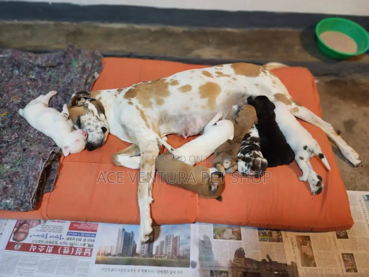 1-3 months Male Purebred Great Dane