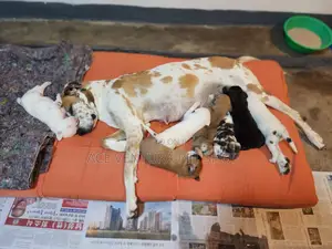 1-3 months Male Purebred Great Dane