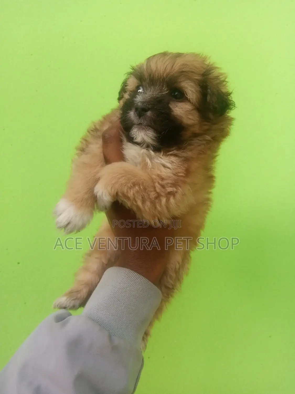 1-3 months Male Purebred Maltese