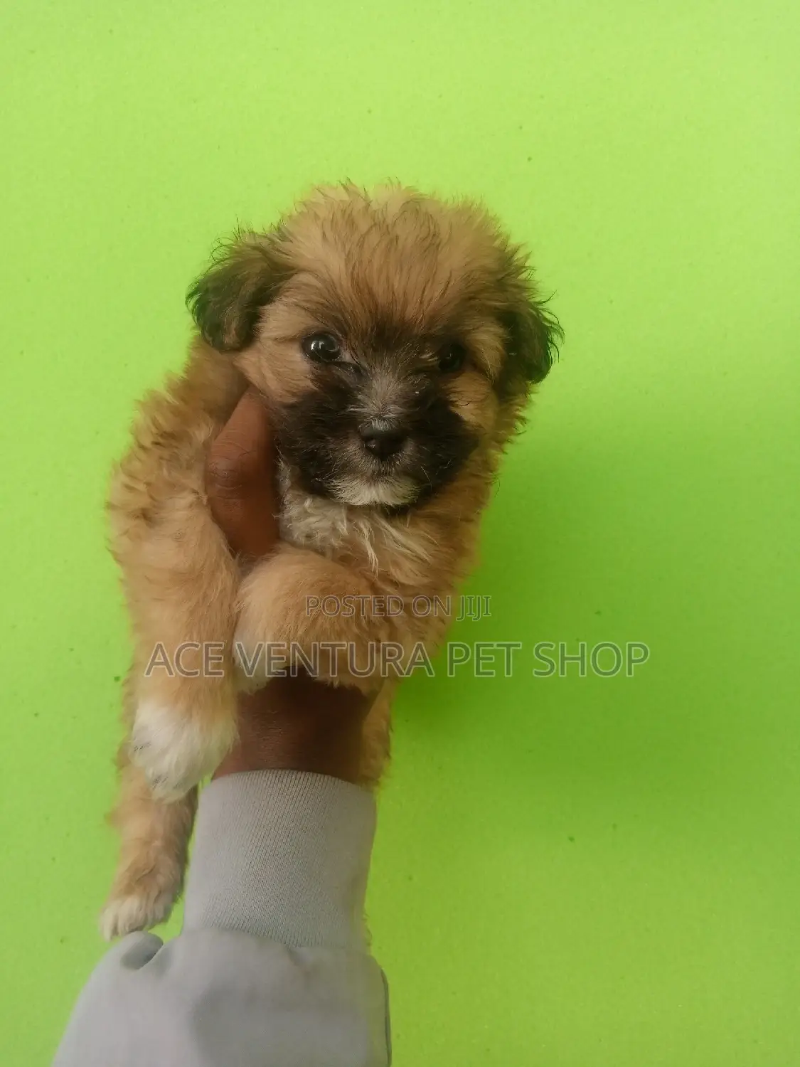 1-3 months Male Purebred Maltese