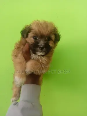 1-3 months Male Purebred Maltese