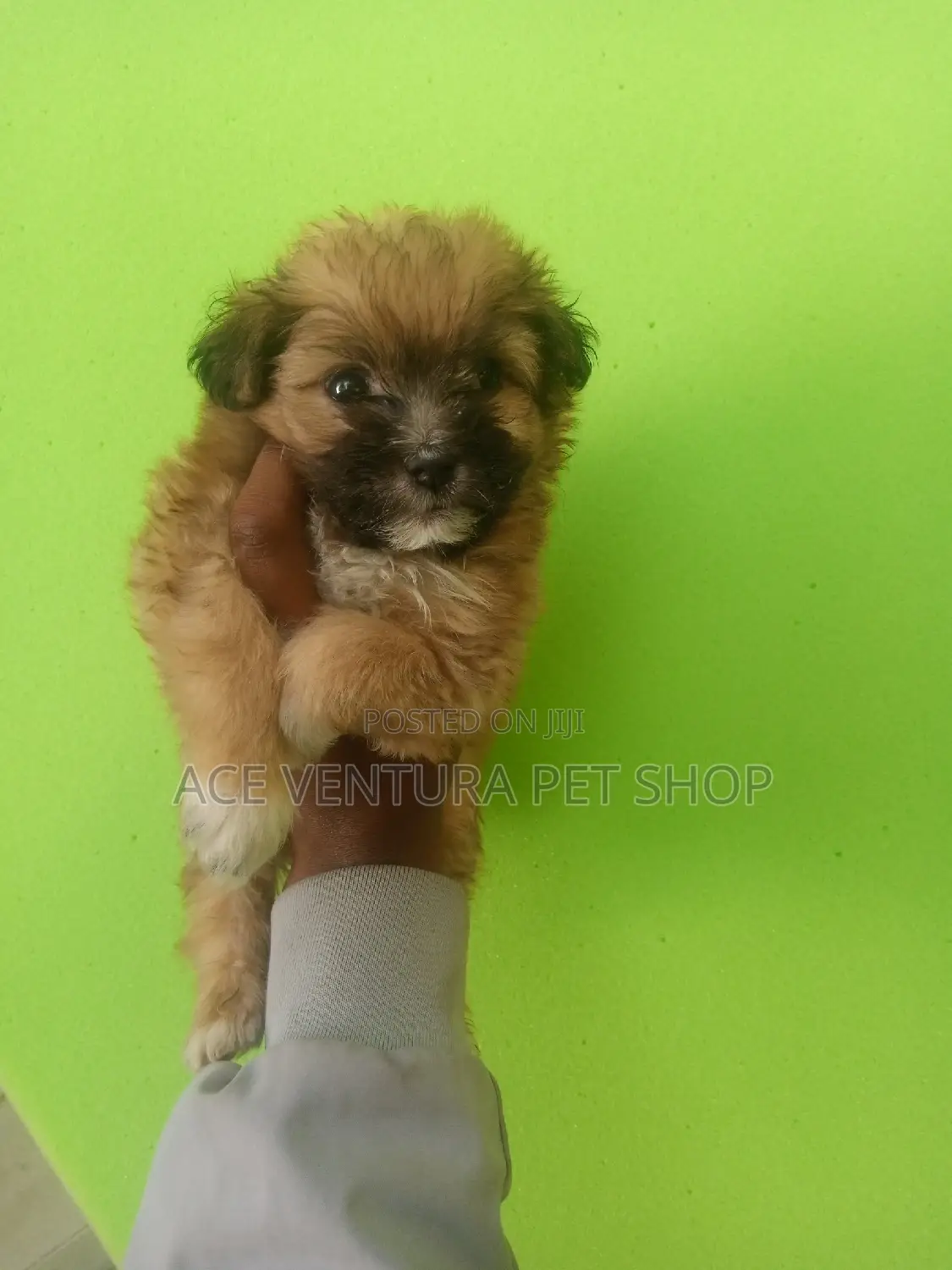 1-3 months Male Purebred Maltese