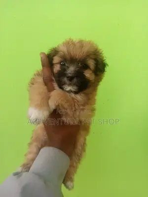 1-3 months Male Purebred Maltese