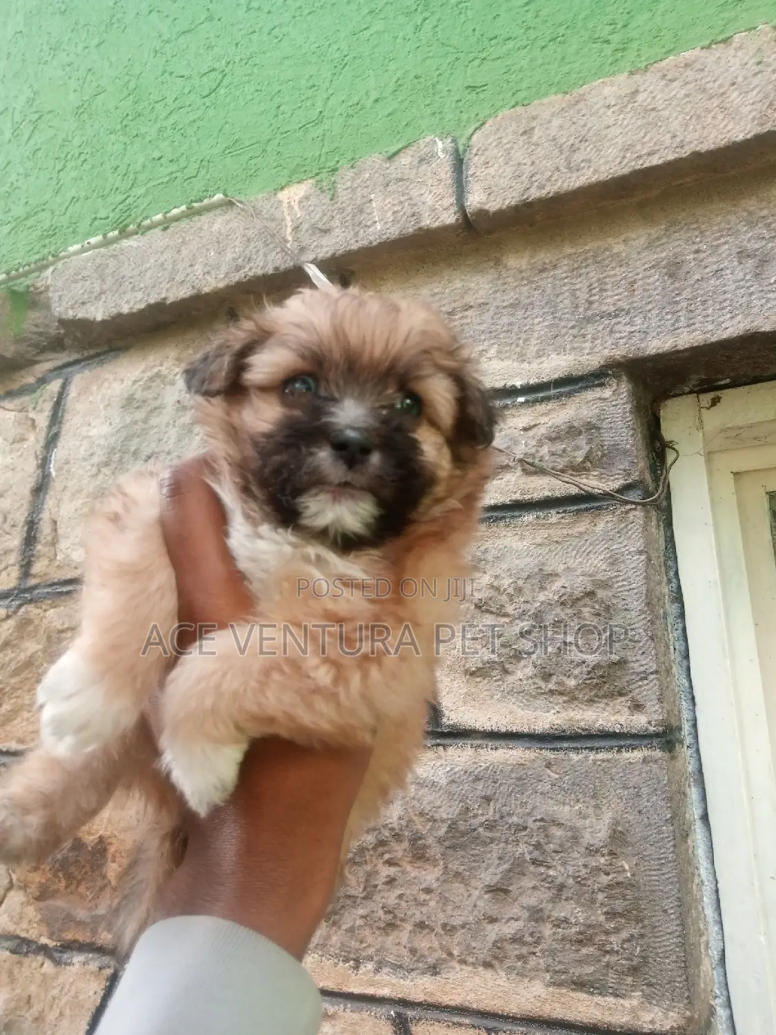 1-3 months Male Purebred Maltese