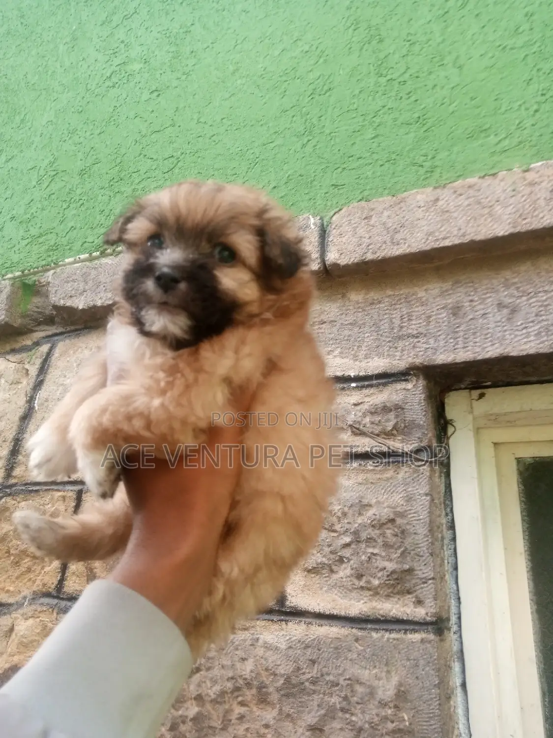 1-3 months Male Purebred Maltese