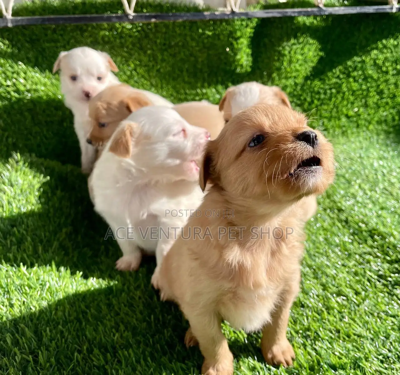 1-3 months Male Purebred Maltese