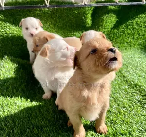 Photo - 1-3 months Male Purebred Maltese