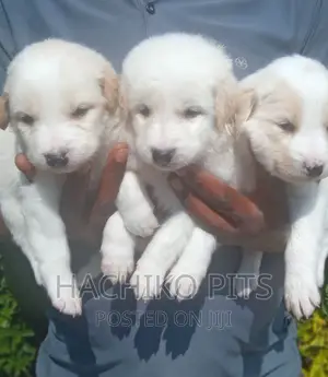 Photo - 1-3 months Male Mixed Breed Maltese