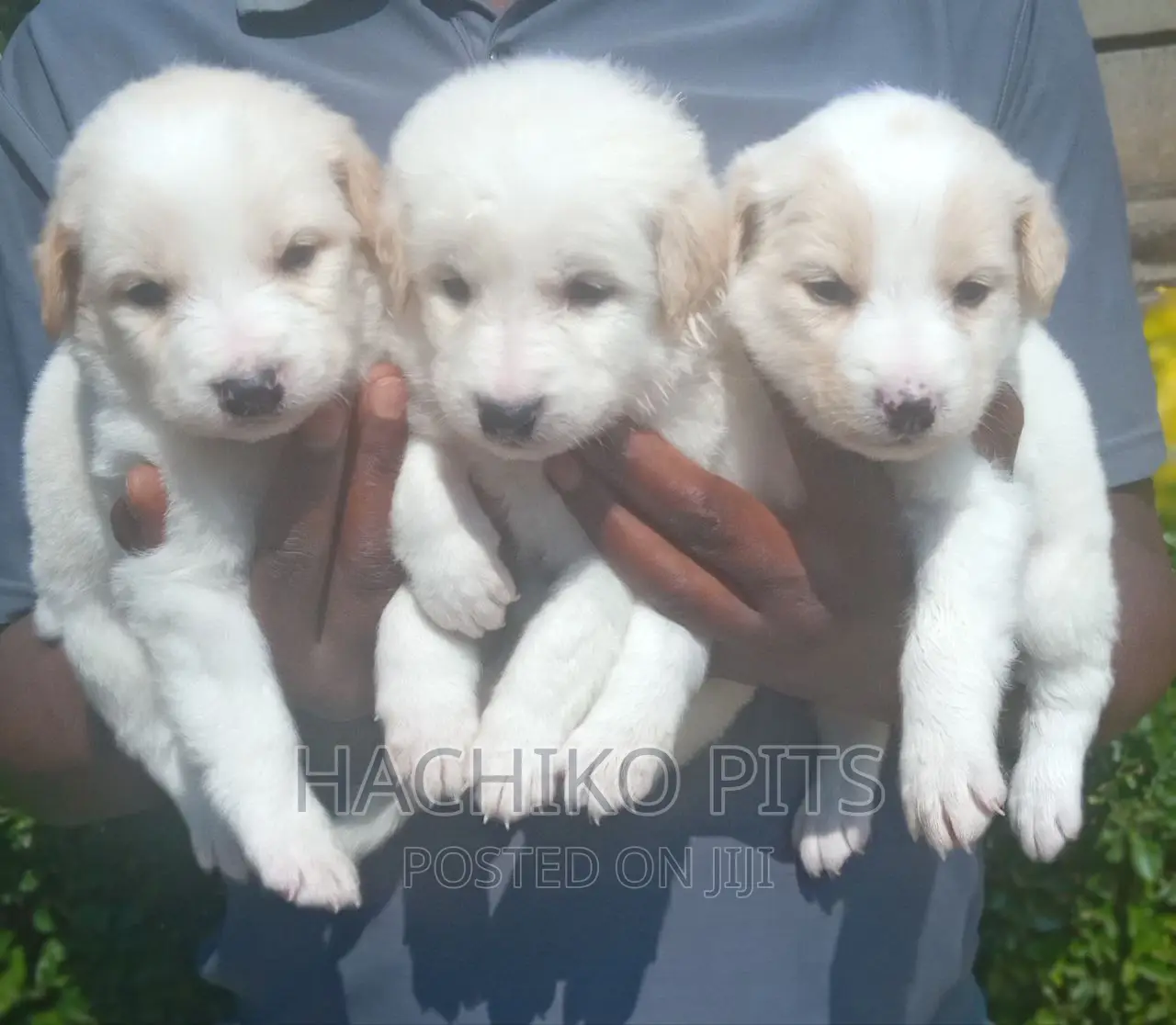 1-3 months Male Mixed Breed Maltese