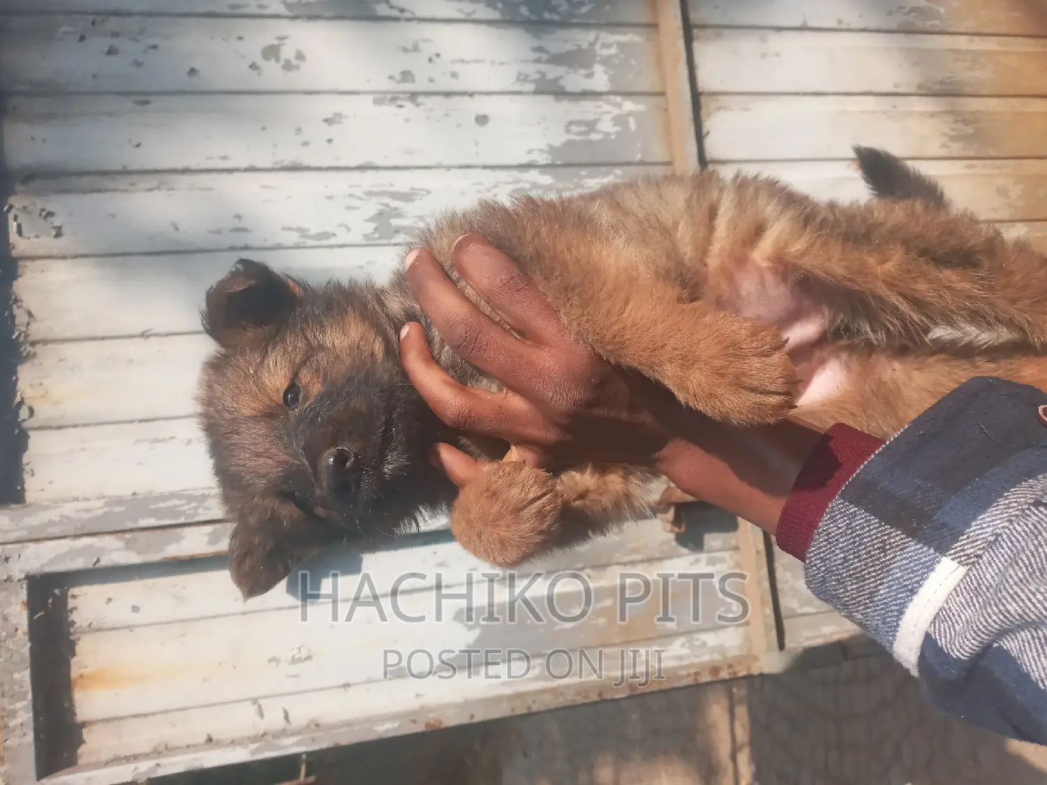 1-3 months Male Purebred German Shepherd