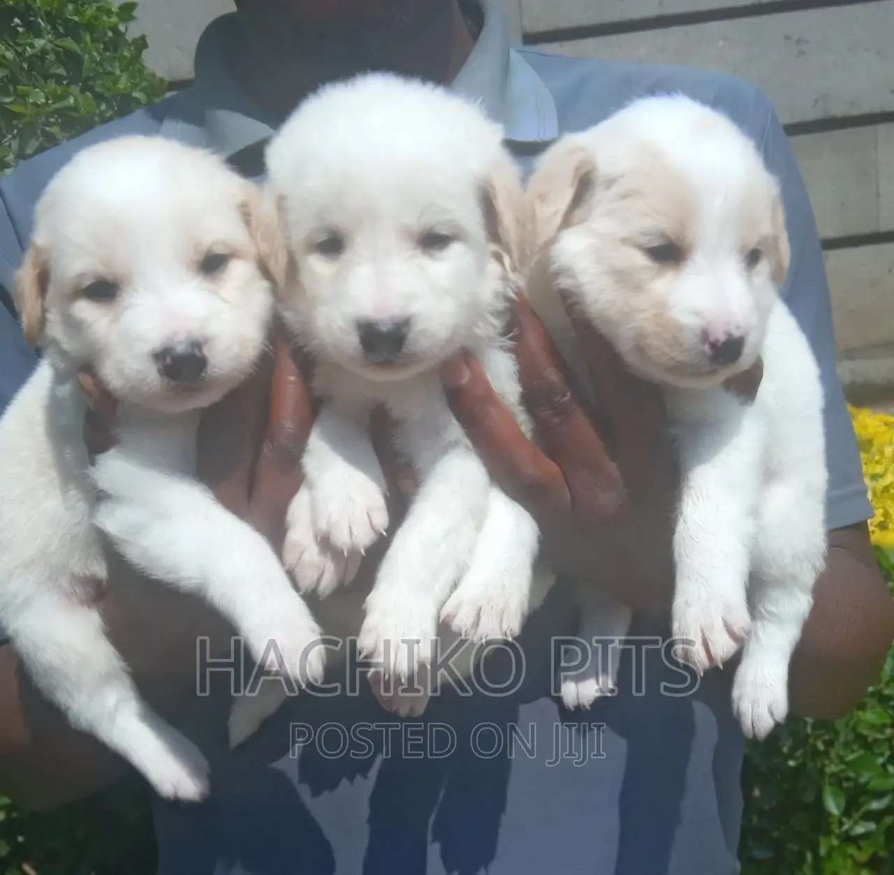 1-3 months Male Mixed Breed Maltese