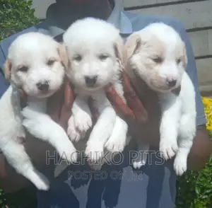 Photo - 1-3 months Male Mixed Breed Maltese