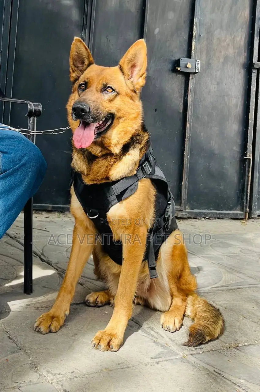 1-3 months Male Purebred German Shepherd