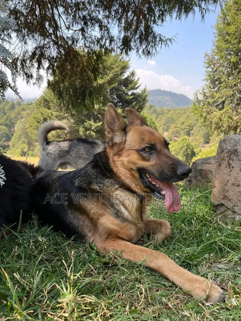 1-3 months Male Purebred German Shepherd