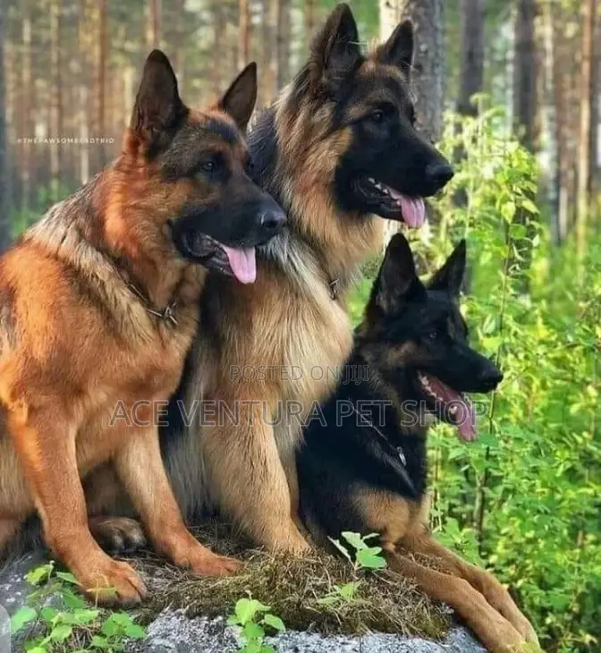 1-3 months Male Purebred German Shepherd