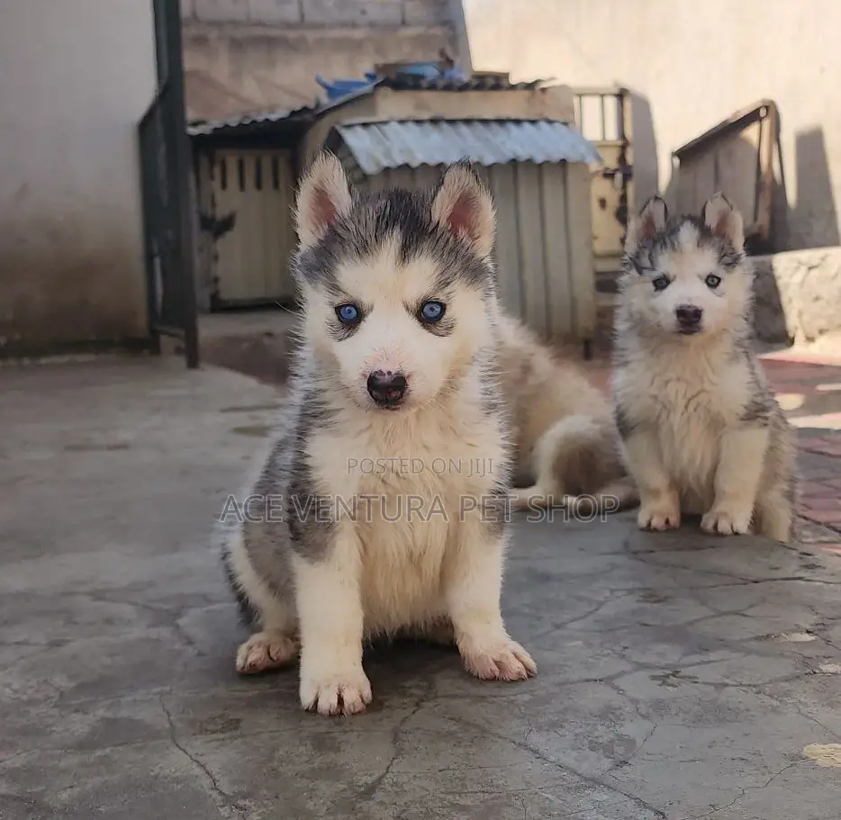 1-3 months Male Purebred Siberian Husky