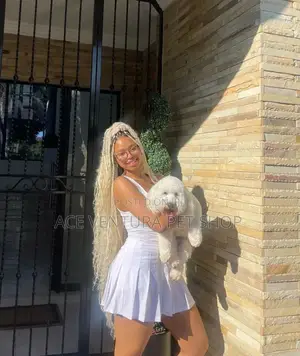 1-3 months Male Purebred Maltese