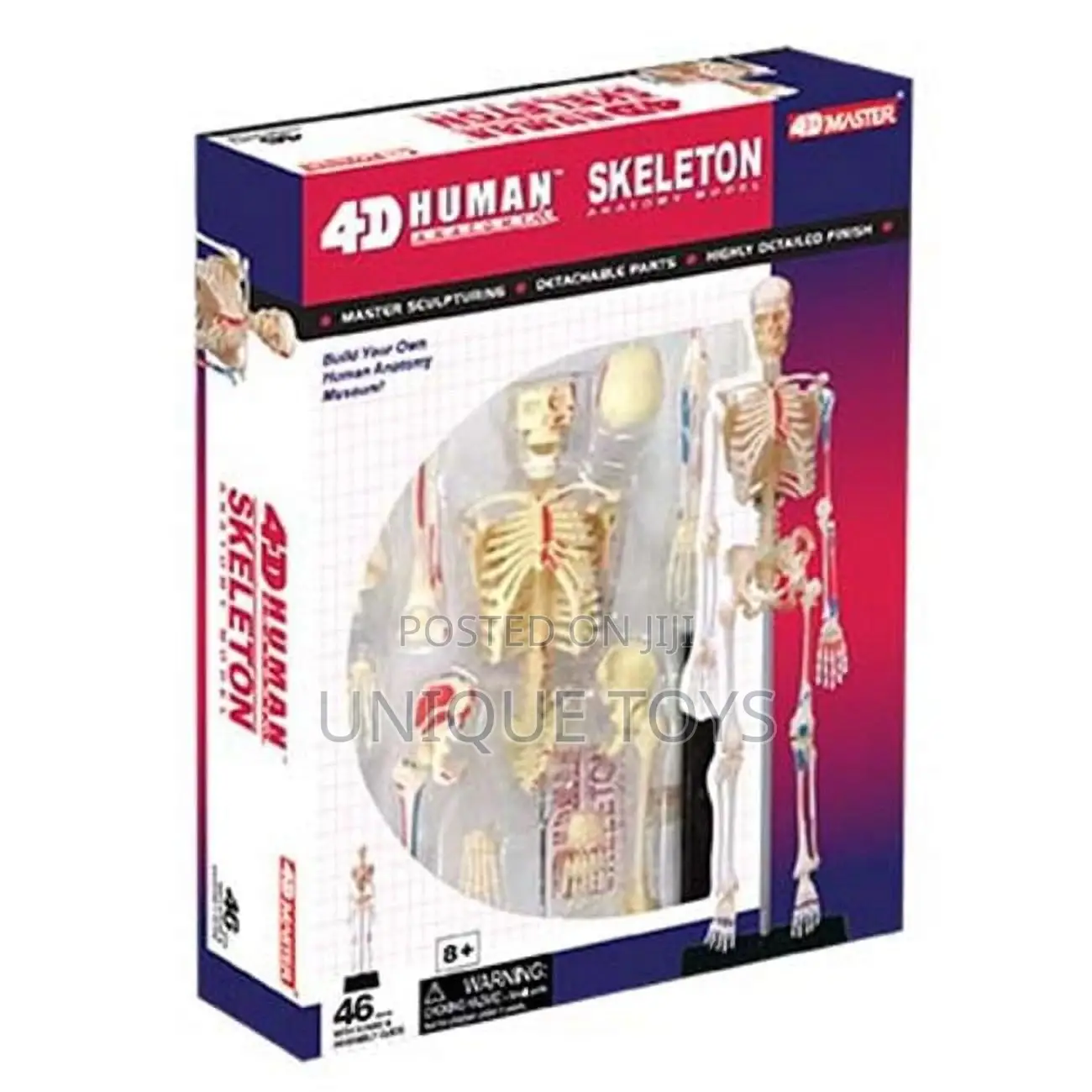 4D Human Anatomy Models