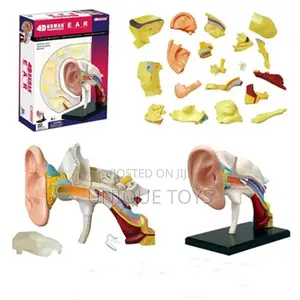 4D Human Anatomy Models