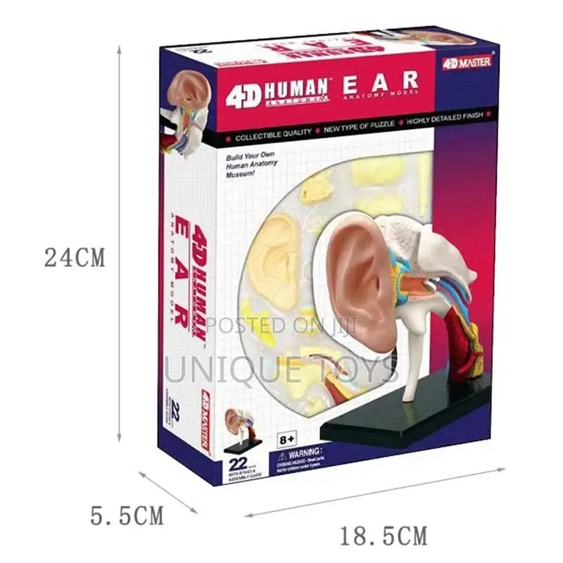 4D Human Anatomy Models