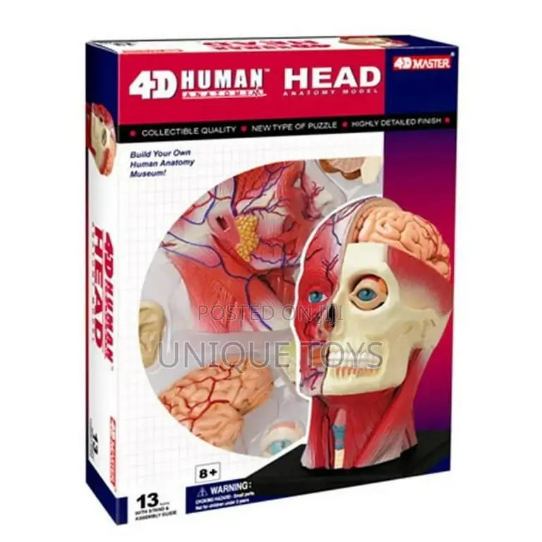 4D Human Anatomy Models