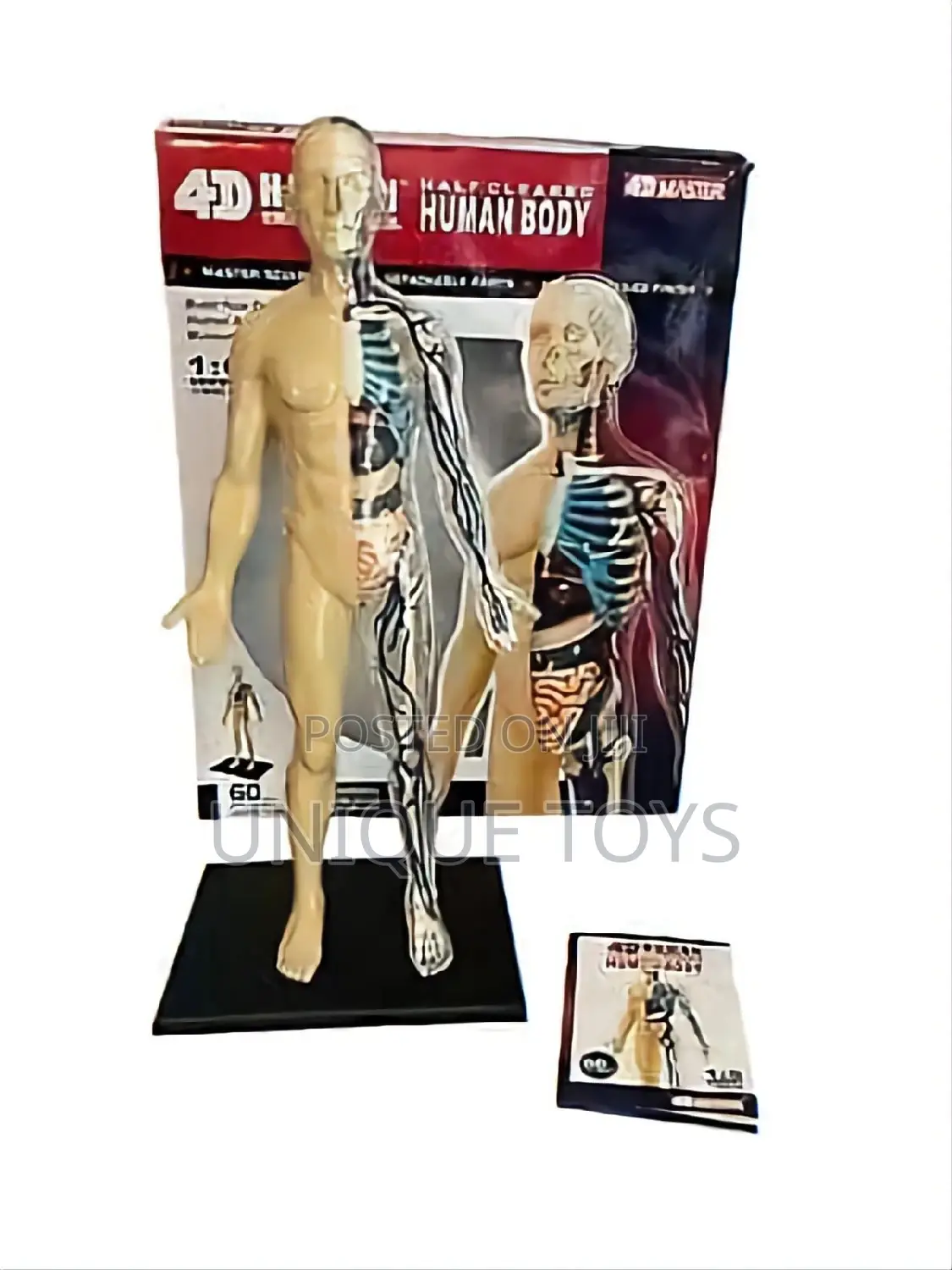 4D Human Anatomy Models