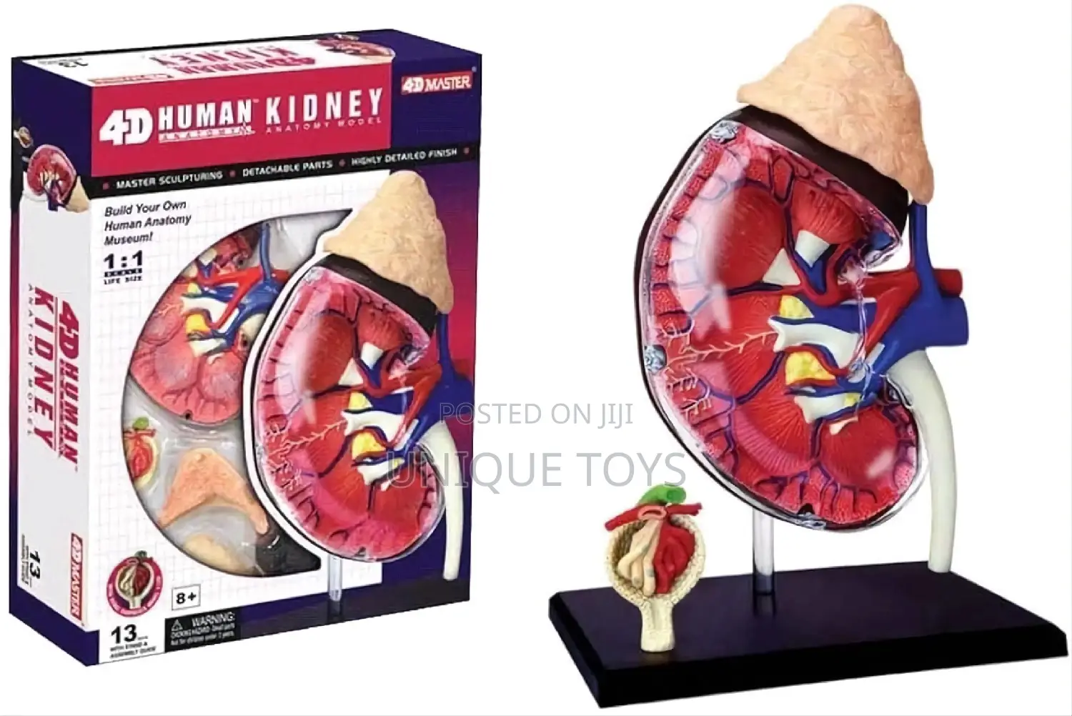 4D Human Anatomy Models