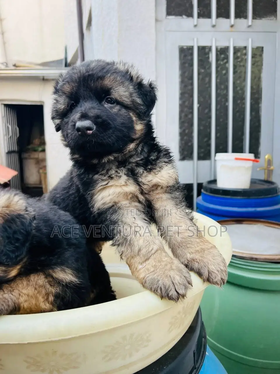 1-3 months Male Purebred German Shepherd