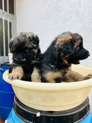 1-3 months Male Purebred German Shepherd