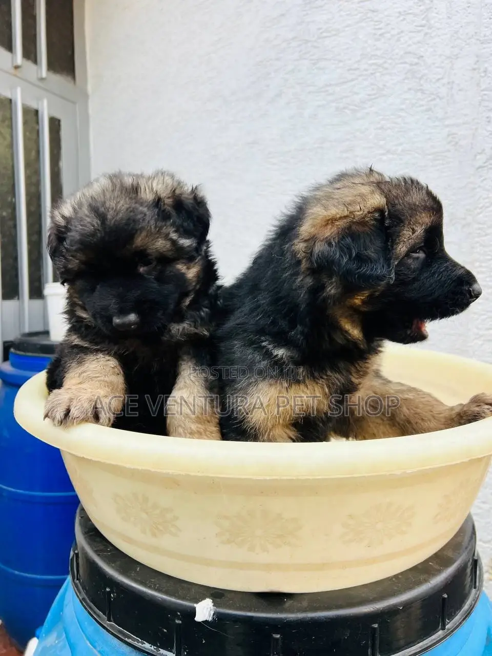 1-3 months Male Purebred German Shepherd