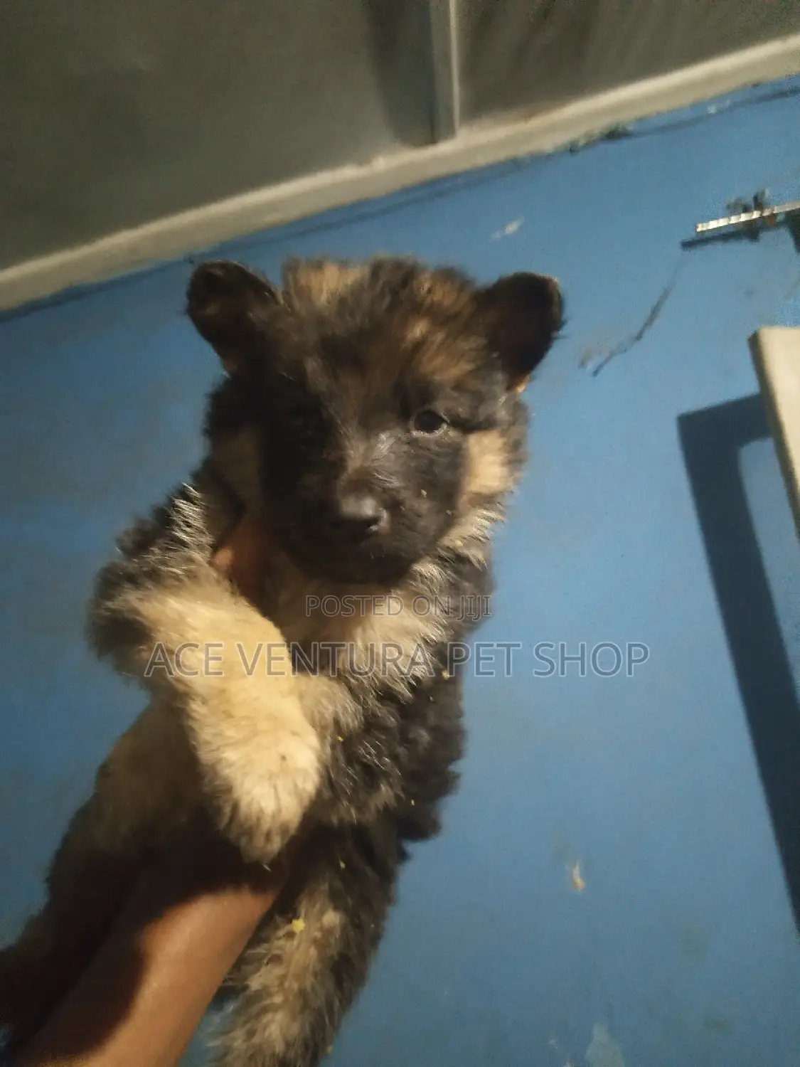 1-3 months Male Purebred German Shepherd