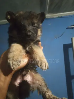 1-3 months Male Purebred German Shepherd
