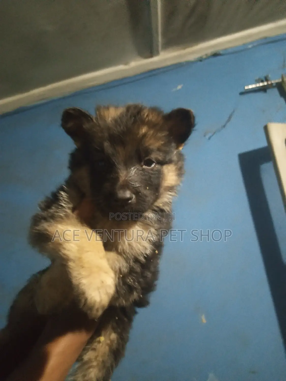 1-3 months Male Purebred German Shepherd