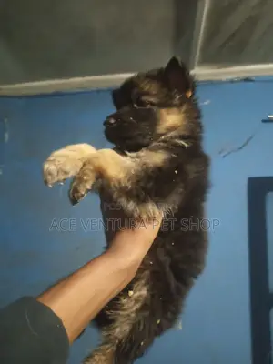 1-3 months Male Purebred German Shepherd