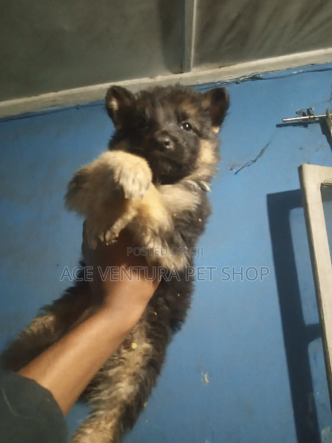 1-3 months Male Purebred German Shepherd