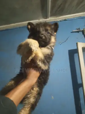 1-3 months Male Purebred German Shepherd